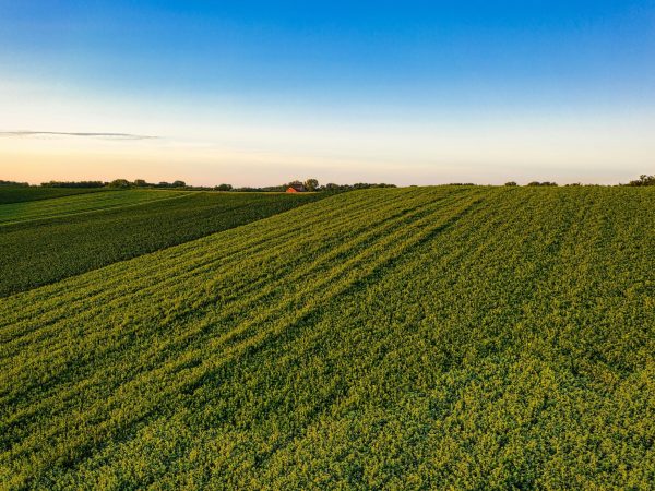 Nuestro respaldo internacional IAPA facilita la expansión de agroindustrias guatemaltecas hacia mercados globales, asegurando compliance con regulaciones internacionales de trazabilidad y sostenibilidad.